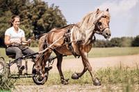 Reit- und Pflegebeteiligungen zu vergeben, Natural Horsemanship
