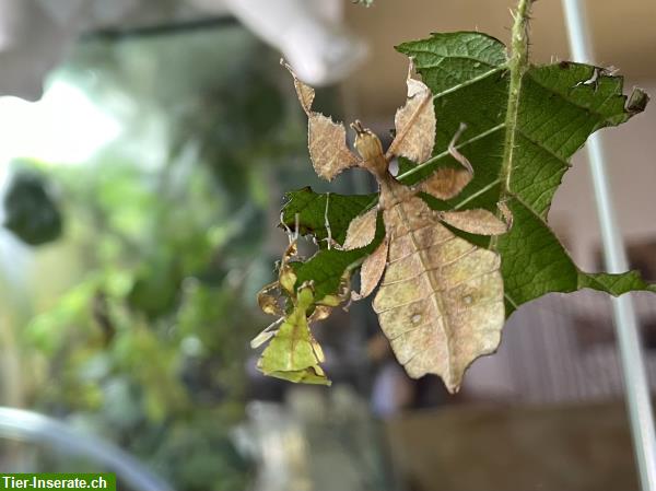 Bild 3: Wandelnde Blätter, Stabschrecken -> Phasmiden