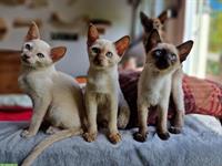 Tonkanesen Kitten mit Stammbaum suchen Zuhause