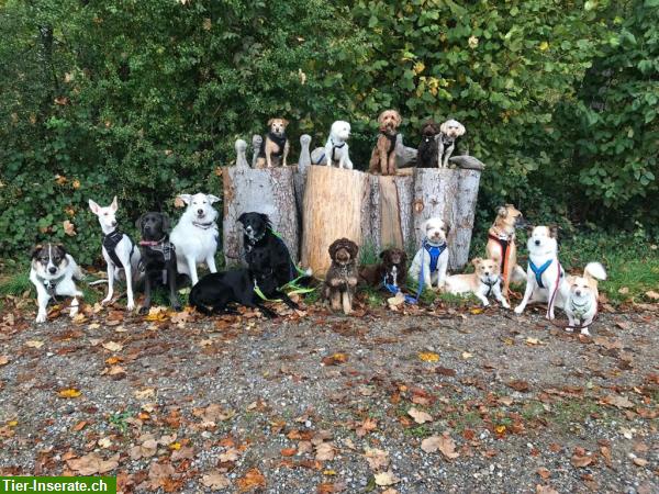 Bild 4: Hundebetreuung FBA Praktikumsstelle in Hundetagesstätte