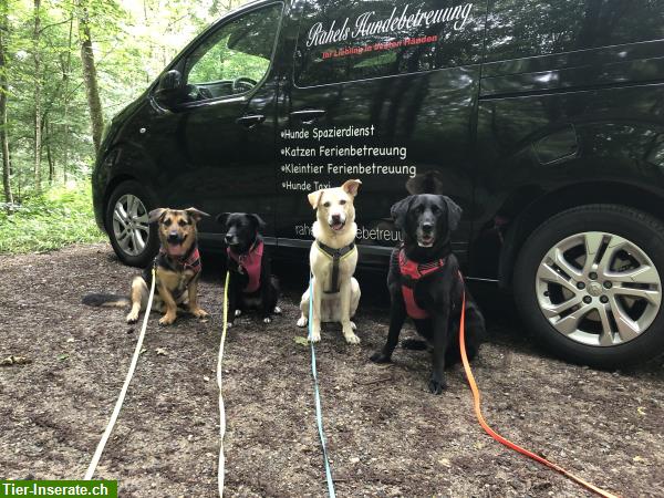 Bild 2: Hundetagesbetreuung, Spazierdienst & Kleintier Ferienbetreuung bei Ihnen zuhause