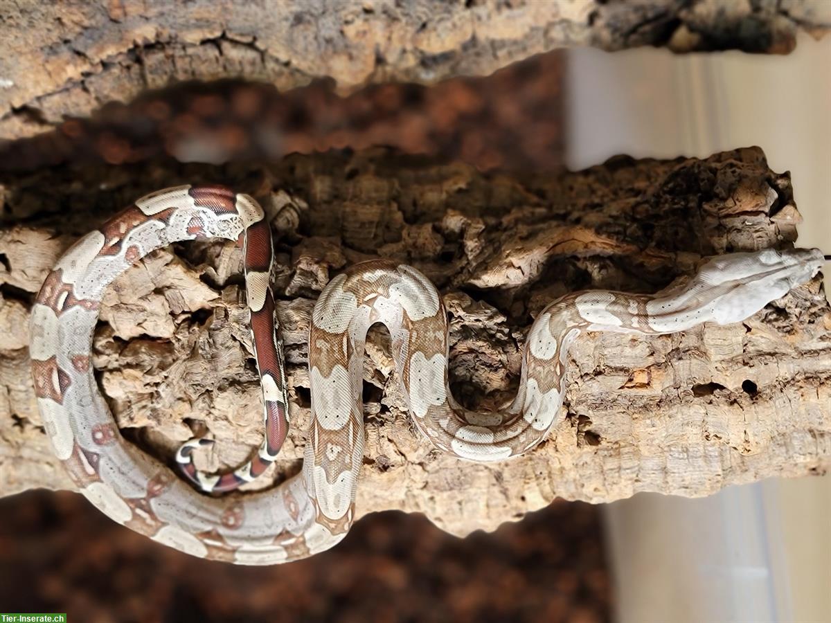 Bild 2: Boa constrictor C. Surinam / Nordbrasilien