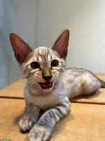 Savannah Kitten von CHSavannahs