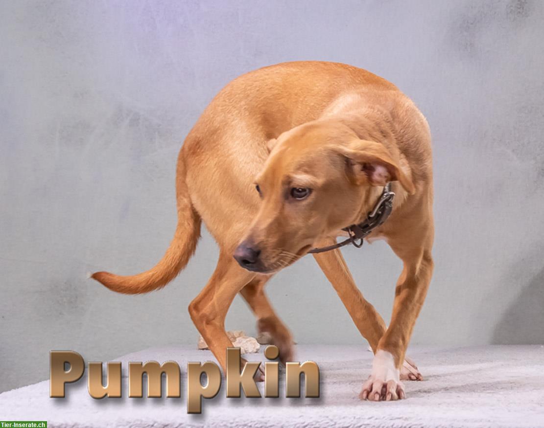 Bild 6: Mischlingsrüde Pumpkin, ein junger Hüpfer!