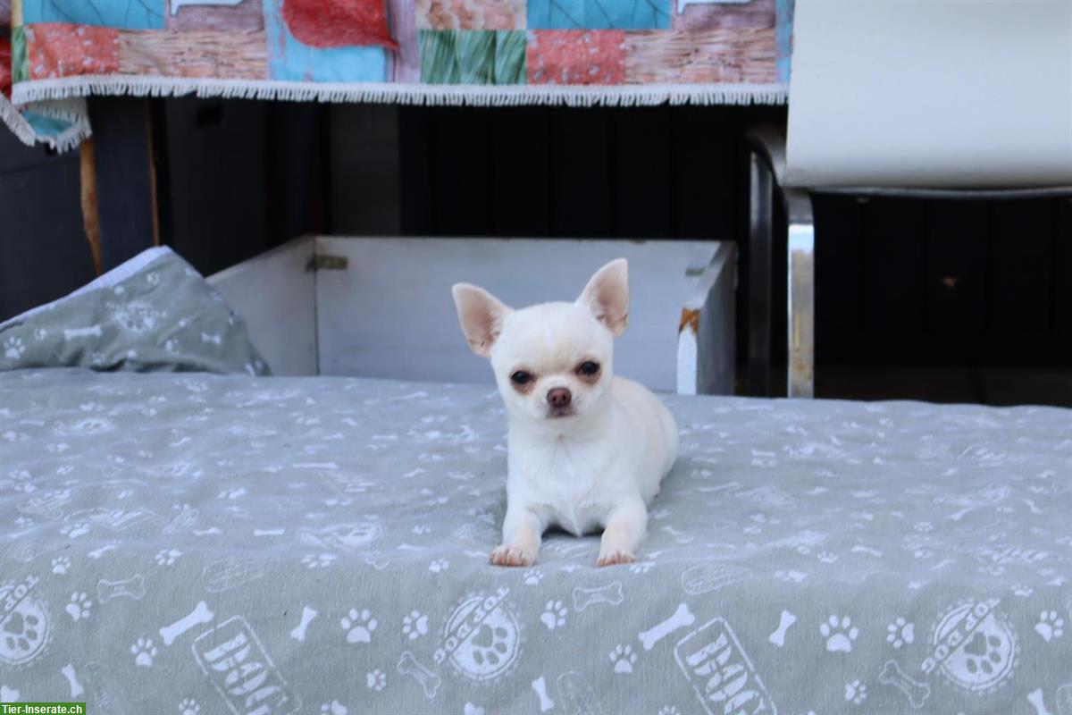 Kurzhaar Chihuahua Welpen in weiss-creme