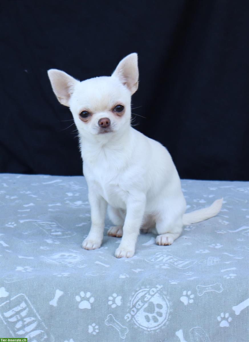 Bild 2: Kurzhaar Chihuahua Welpen in weiss-creme