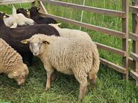 Mix Schafe suchen neues Zuhause