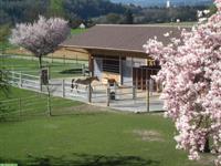 Platz für Barhufpferd in kleinem familiärem Offenstall, Kanton Bern