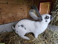 Junge Schweizer Schecken Kaninchen zu verkaufen