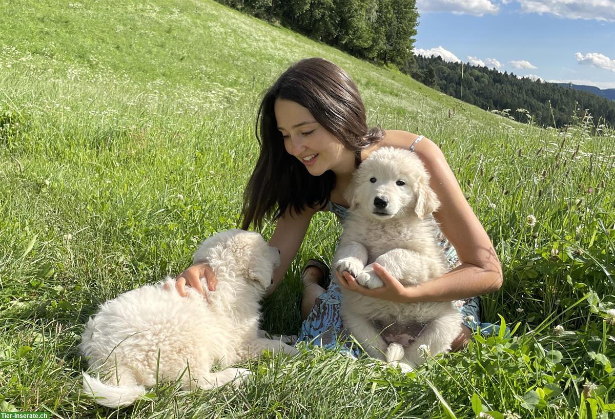 Bild 2: Maremmano Abruzzese Hunde Welpen im Südtirol
