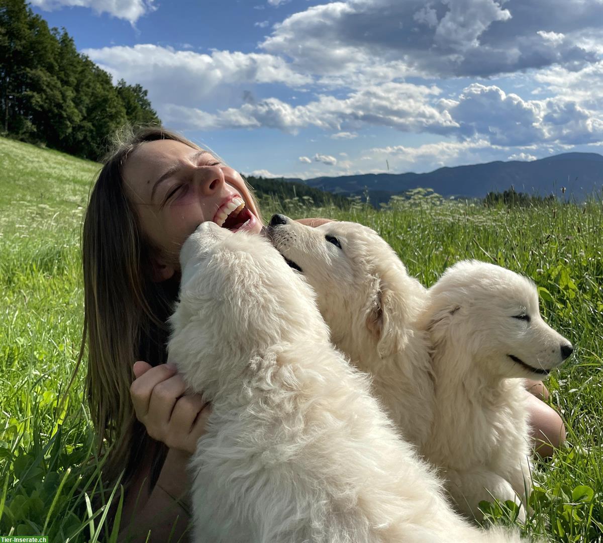 Bild 4: Maremmano Abruzzese Hunde Welpen im Südtirol