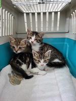 Tierschutzverein sucht Pflegestellen für Katzen, Raum Basel/Baselland