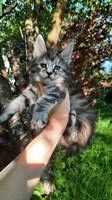 Wunderschöne Maine Coon Kitten mit Stammbaum