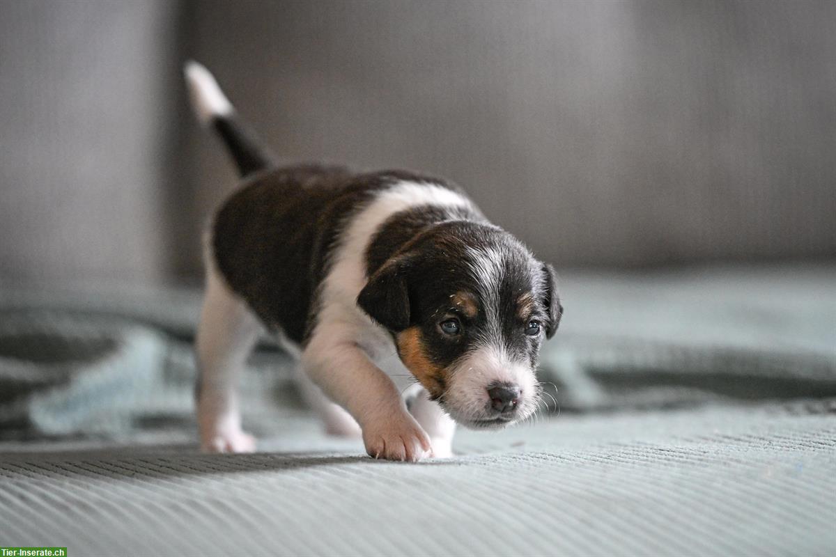 Bild 6: Süsse Parson Russell Terrier Welpen suchen liebevolles Zuhause!