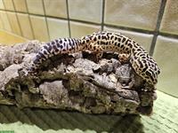 2 Leopardgecko Weibchen eventuell mit Terrarium