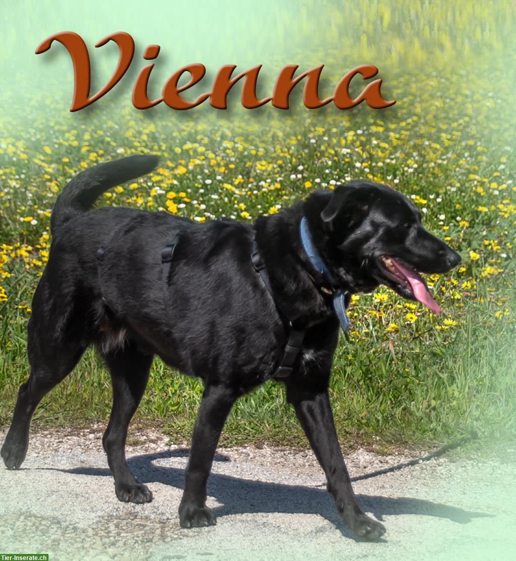 Bild 7: Labrador Mischlingshündin Vienna, ein kinderlieber Schatz!
