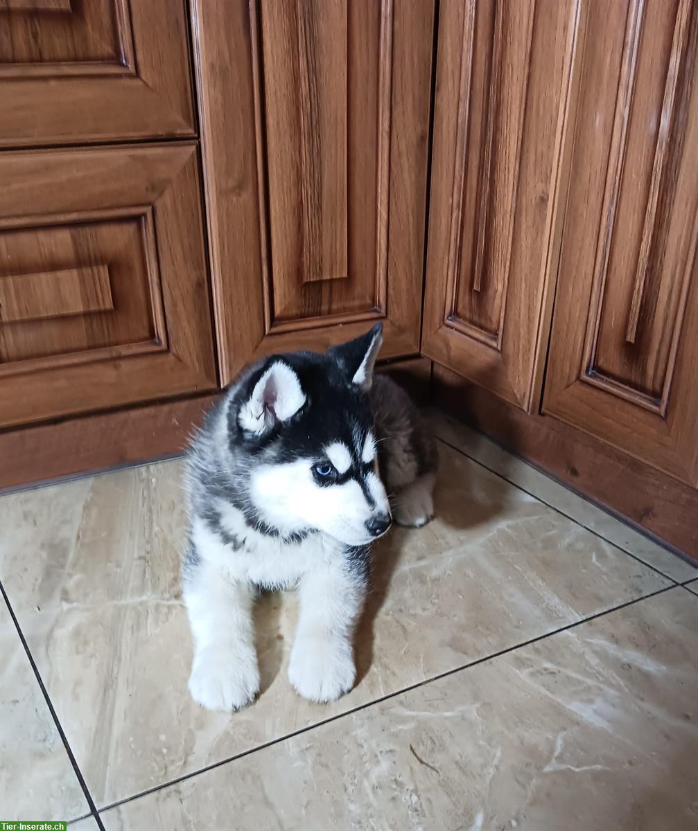 Bild 5: Blue Eyed Black & White Siberian Husky Welpen, Champion Puppy