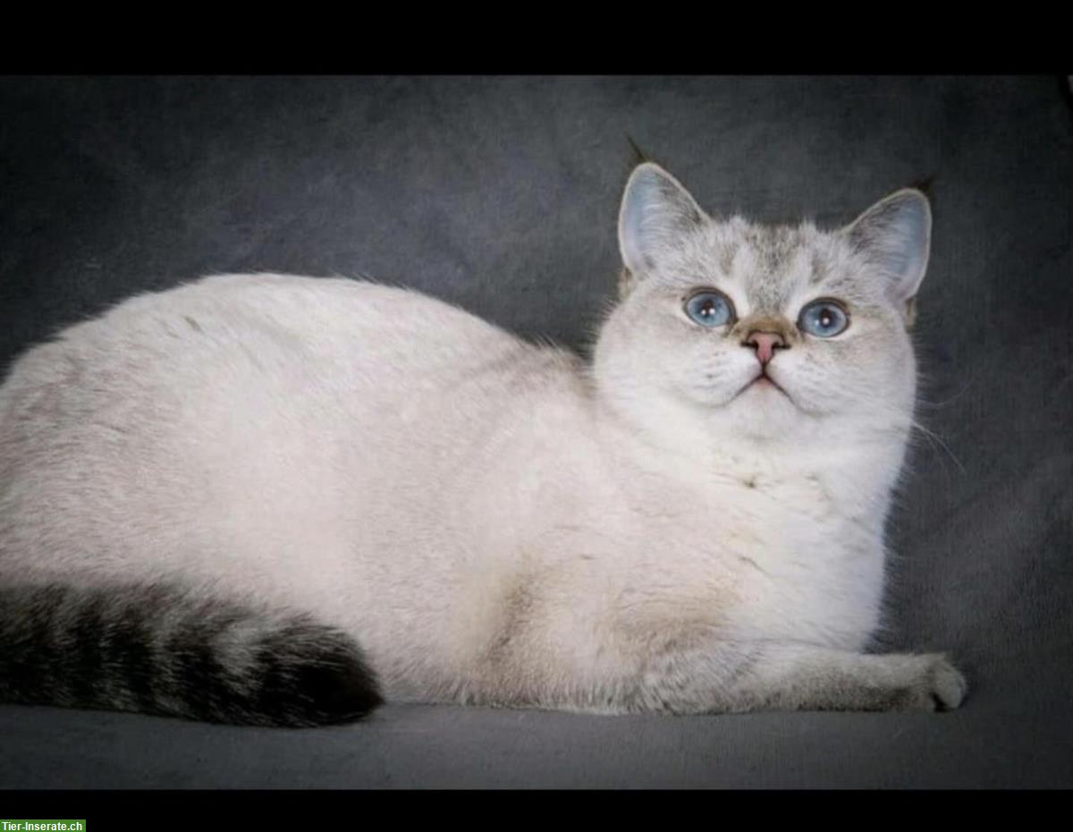 Bild 6: Britisch Kurzhaar Katzen Kitten zu verkaufen
