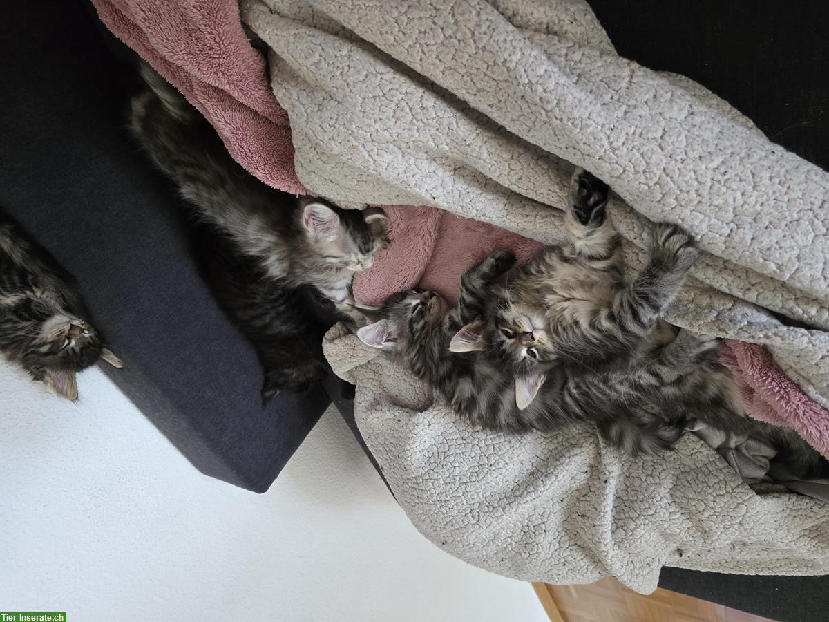 Bild 4: 2 süsse Maine Coon Kitten suchen ihr für immer zuhause