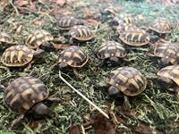 Junge Griechische Landschildkröten Babys