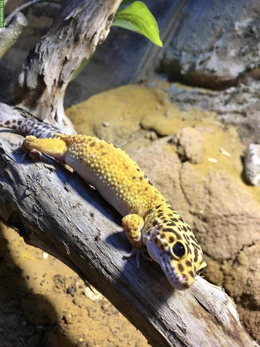 Leopardgecko Pärchen mit schönem Terrarium & Zubehör