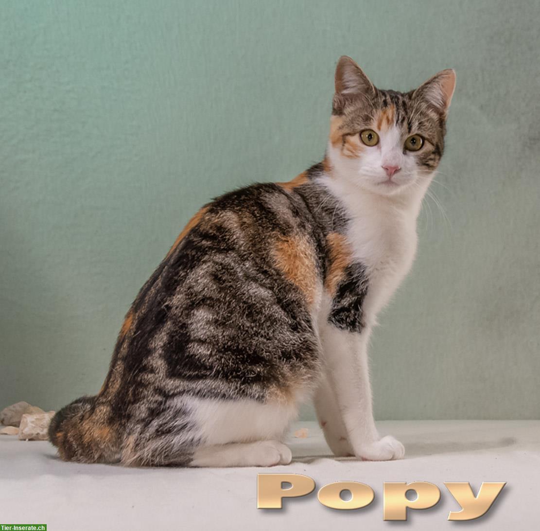 Popy, ein liebes, anhängliches Katzenmädchen!