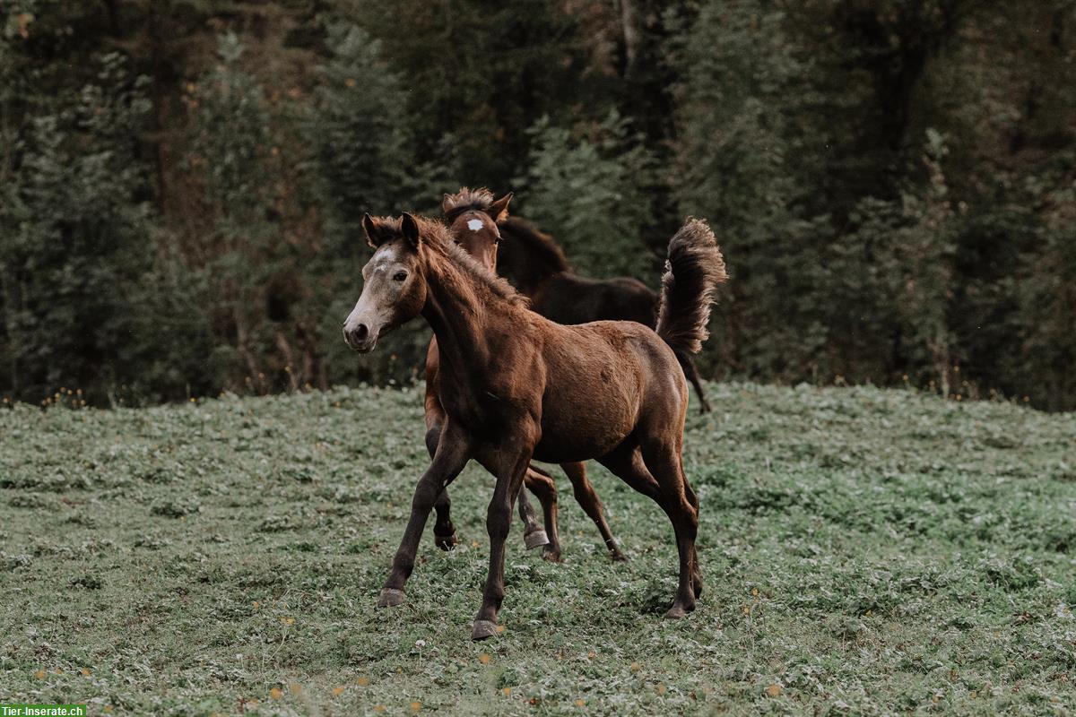 Bild 2: Popcorn Connemara Pony Stute, bald 1-jährig