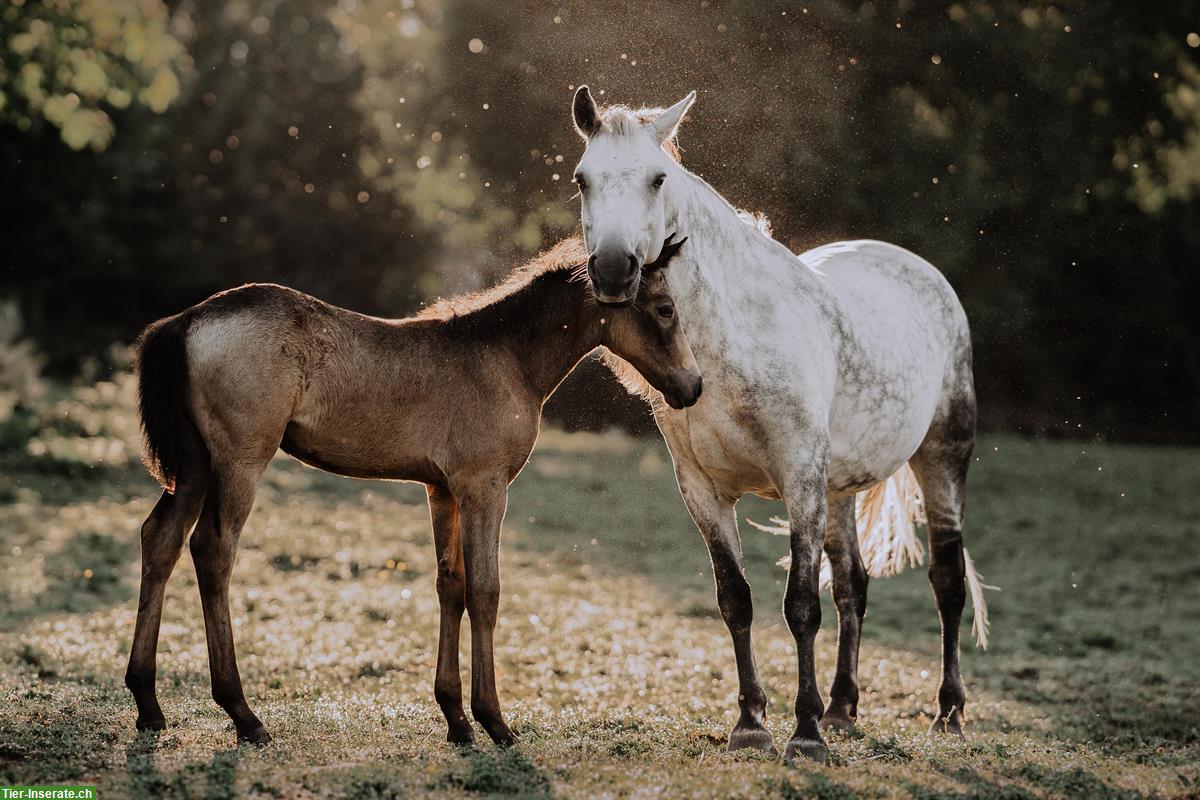 Bild 4: Popcorn Connemara Pony Stute, bald 1-jährig
