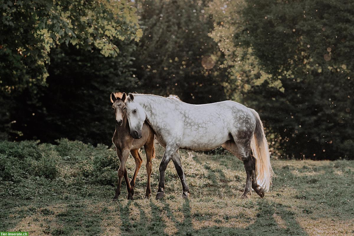 Bild 5: Popcorn Connemara Pony Stute, bald 1-jährig