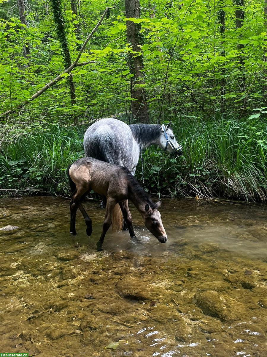 Bild 6: Popcorn Connemara Pony Stute, bald 1-jährig