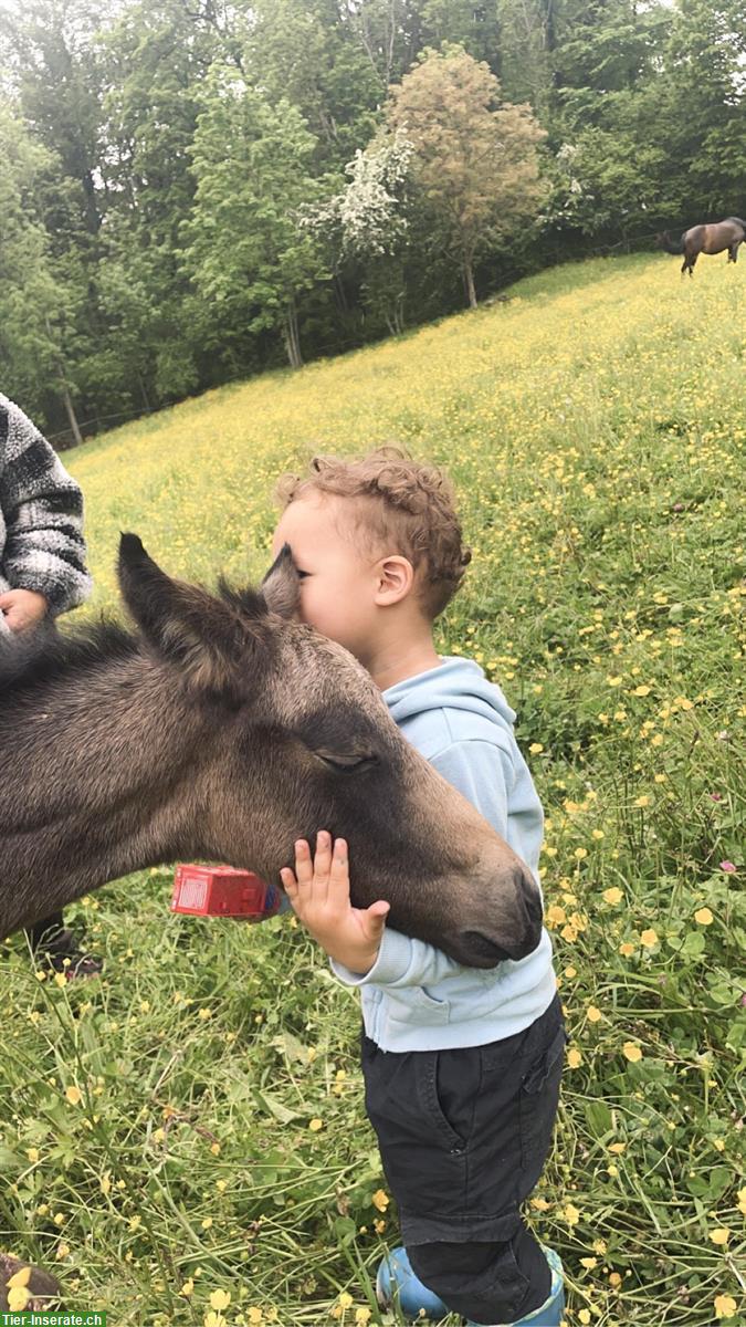 Bild 7: Popcorn Connemara Pony Stute, bald 1-jährig