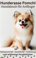 Pomchi Ratgeber: Chihuahua x Pomeranian - Charakter & Erziehung