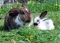 Junge Kaninchen suchen neues Zuhause mit Aussengehege
