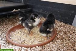 Lohnbrut Hühner/Wachteln - Incubation Poules/Cailles bio!