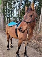 Reittherapie / pferdegestützte Intervention im Fricktal