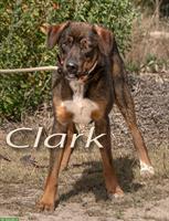 Mischlingsrüde Clark, ein lieber Begleiter fürs Leben!