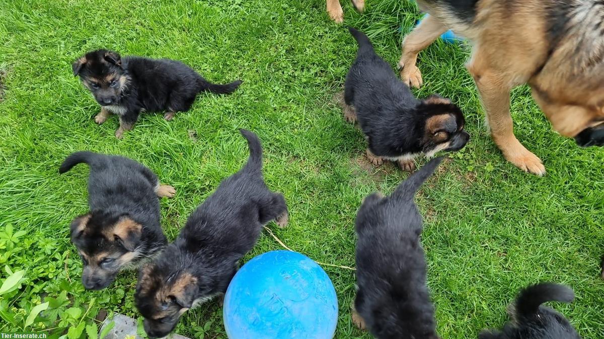 Bild 5: Deutscher Schäferhund Welpe schwarz Langstockhaar sucht Lebensplatz