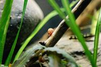 VERKAUFE Posthornschnecken, Orange/Golden, Ramshorn snails