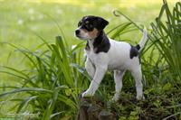 Süsse Parson Russell Terrier Welpen suchen liebevolles Zuhause!