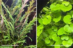 Bild 1: Diverse aussergew&#246;hnliche Aquariumpflanzen abzugeben