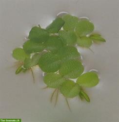 Bild 2: Tropica Salvinia auriculata, Schwimmfarn - Schwimmpflanze x 8 St&#252;ck