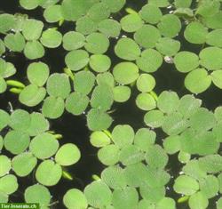 Bild 6: Tropica Salvinia auriculata, Schwimmfarn - Schwimmpflanze x 8 St&#252;ck