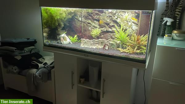 180 Liter Aquarium mit Möbel, Fische und Inhalt...