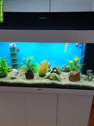 Bild 2: Juwel Aquarium RIO 180 Liter mit Fischen &amp; Zubeh&#246;r
