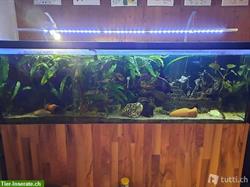 Aquarium 540l mit Unterbau, Fische und allem Zubehör