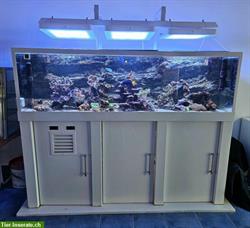 Meerwasseraquarium komplett mit Korallen, Fische, Technik + Licht
