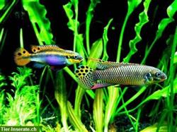 Smaragd-Prachtbuntbarsch, Pelvicachromis Taeniatus Moliwe