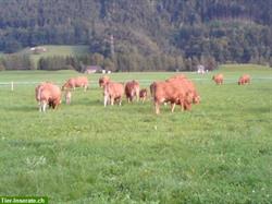 Bild 6: Rindfleisch, Natura-Beef Mischpakete direkt ab Bauernhof zu verkaufen