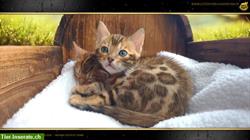Bild 2: Wunderbare Brown Bengal Kitten - Ende November