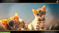 Bild 4: Wunderbare Brown Bengal Kitten - Ende November